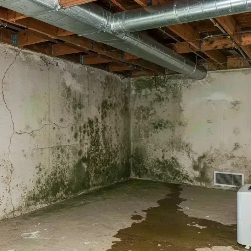 Professional Mold Removal in Countryside, IL